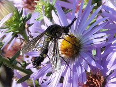 Lepidophora lepidocera