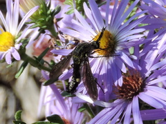 Lepidophora lepidocera