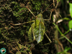Ommatoptera