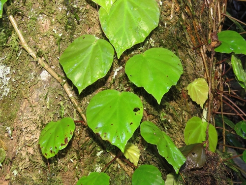 Begonia integerrima