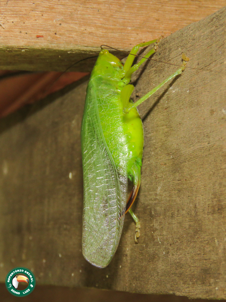 Vestria repanda