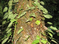 Begonia integerrima, photograph Pablo Cauã da Silva Toledo, CC BY, iNaturalist via GBIF