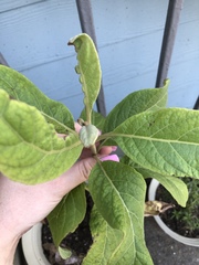 Solanum erianthum