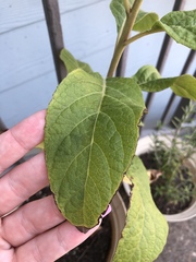 Solanum erianthum