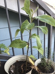 Solanum erianthum