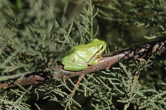 Hyla molleri