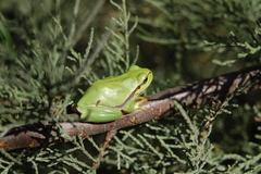 Hyla molleri