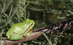 Hyla molleri