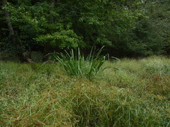 Zizaniopsis miliacea