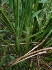 Zizaniopsis miliacea