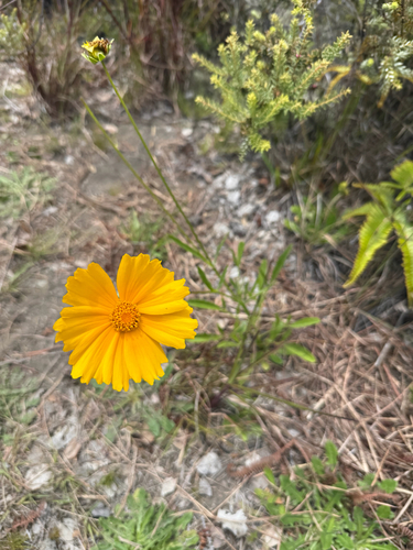 Coreopsis lanceolata observed 2025-06-09