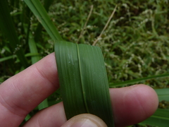 Zizaniopsis miliacea