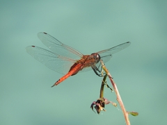 Tramea insularis