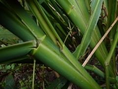 Zizaniopsis miliacea