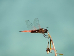 Tramea insularis