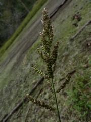 Echinochloa muricata microstachya