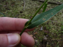 Echinochloa muricata microstachya
