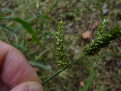 Echinochloa muricata microstachya