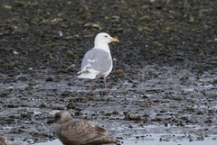 Larus glaucescens × hyperboreus