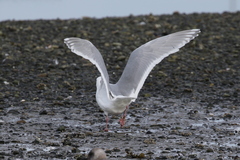 Larus glaucescens × hyperboreus