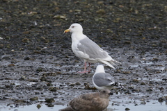 Larus glaucescens × hyperboreus