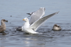 Larus glaucescens × hyperboreus