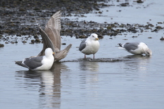 Larus glaucescens × hyperboreus