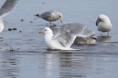 Larus glaucescens × hyperboreus