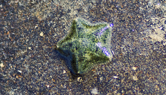Asterinidae