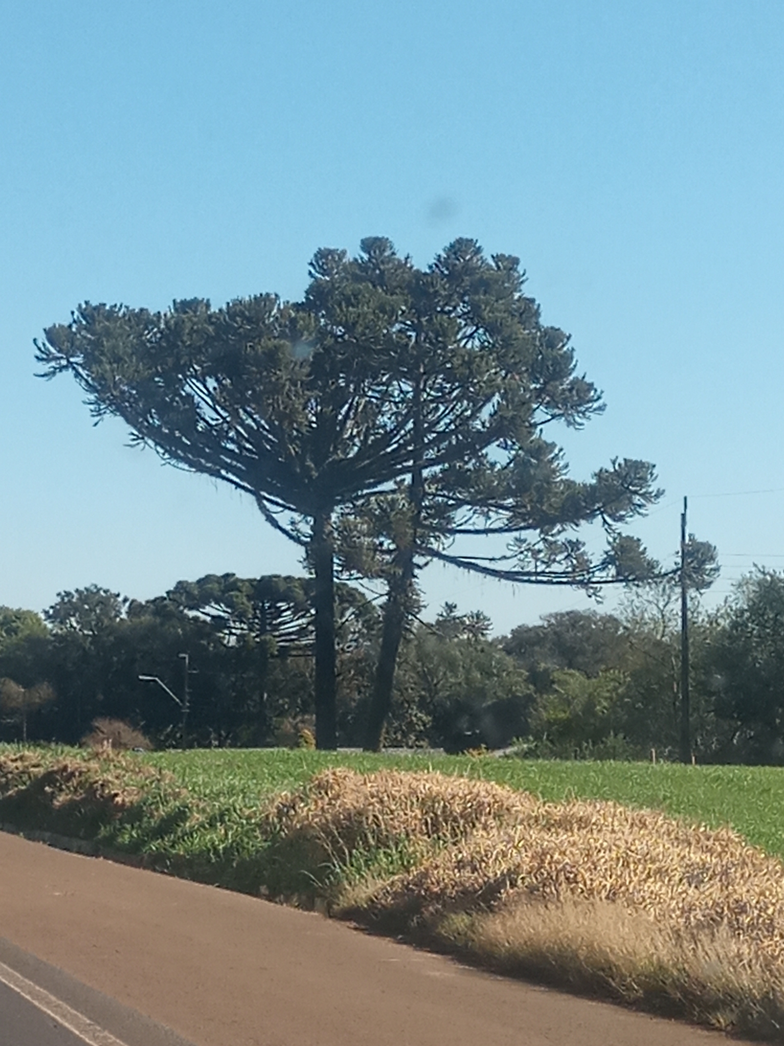 Araucaria angustifolia