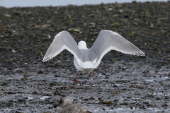 Larus glaucescens × hyperboreus