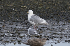 Larus glaucescens × hyperboreus