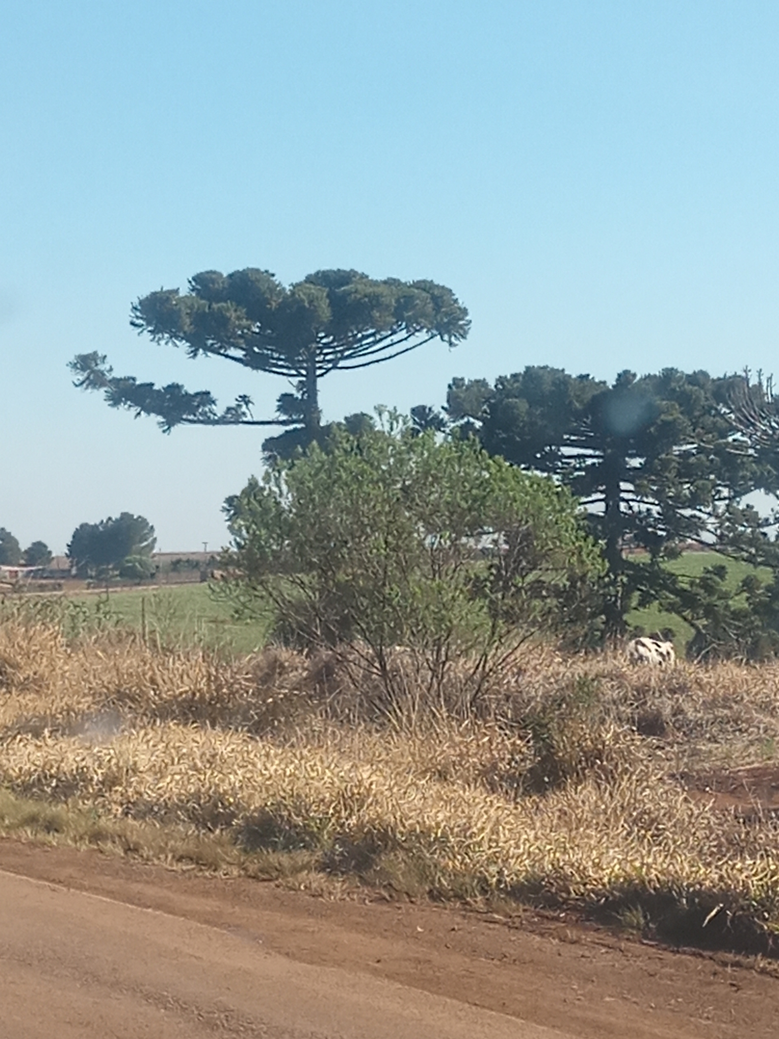 Araucaria angustifolia