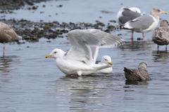 Larus glaucescens × hyperboreus