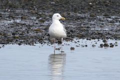 Larus glaucescens × hyperboreus
