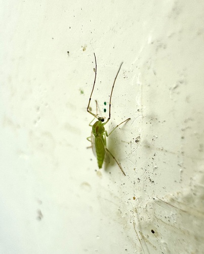 iNaturalist observation photo of Chironominae