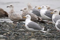 Larus argentatus smithsonianus