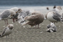 Larus glaucescens × hyperboreus