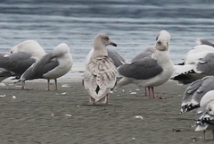 Larus glaucescens × hyperboreus