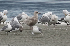 Larus glaucescens × hyperboreus