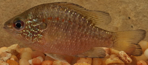 Lepomis marginatus
