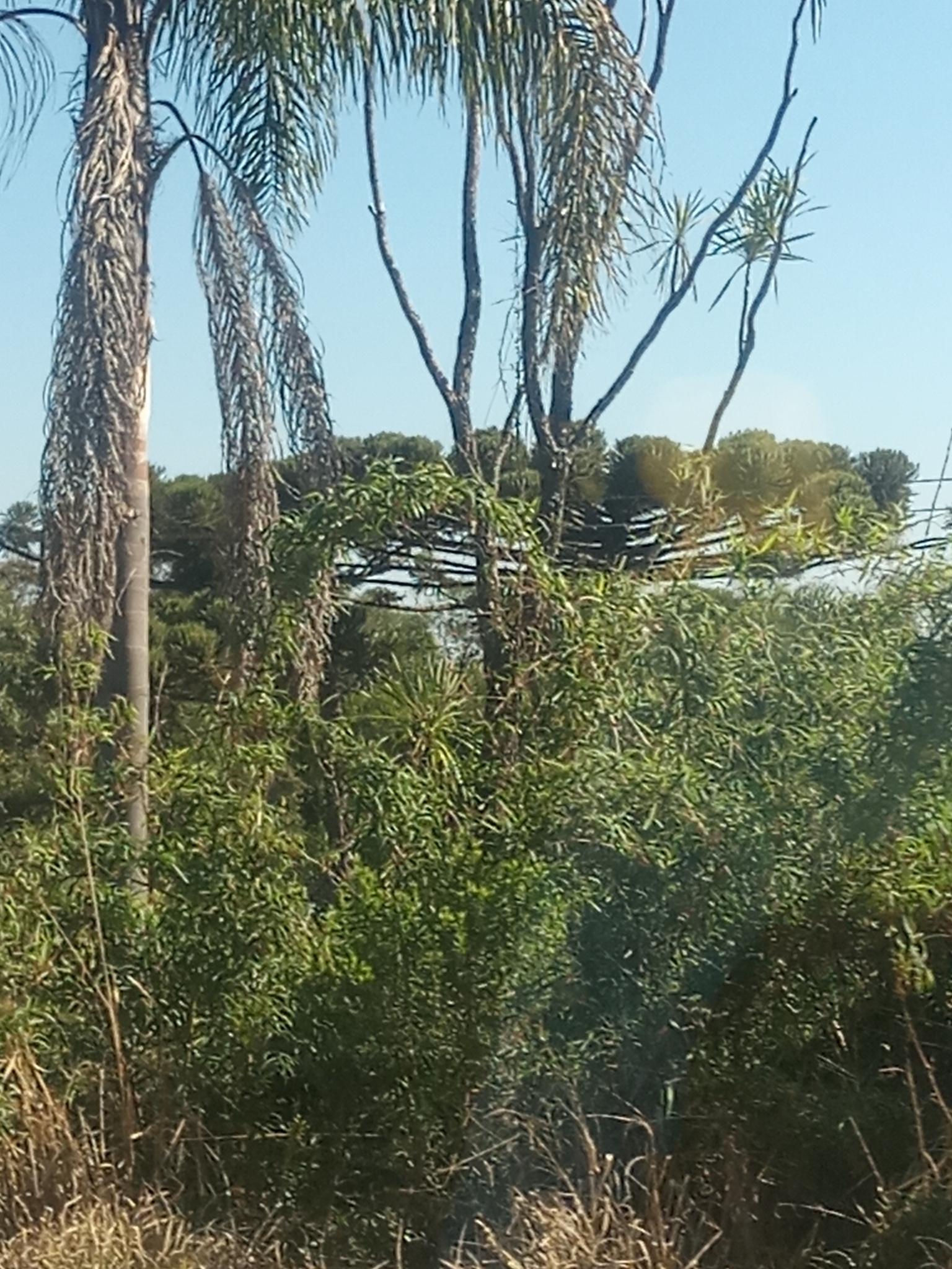 Araucaria angustifolia