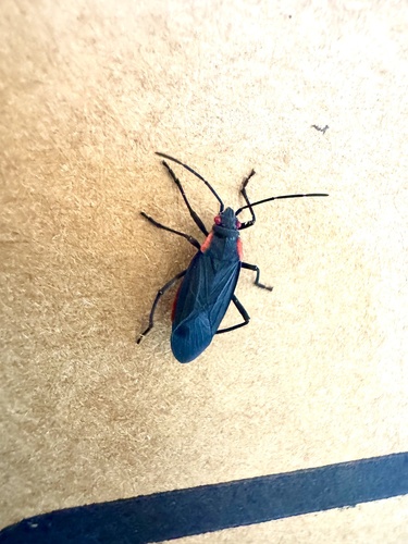 iNaturalist observation photo of Red-shouldered Bug