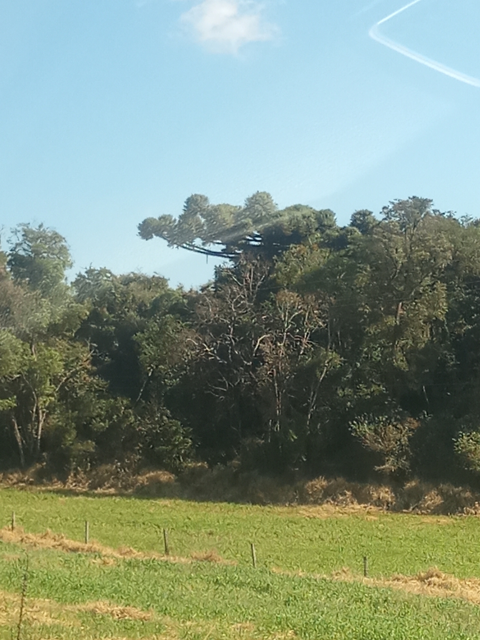Araucaria angustifolia