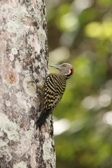 Melanerpes striatus
