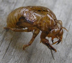 Quesada gigas