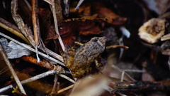 Eleutherodactylus cystignathoides