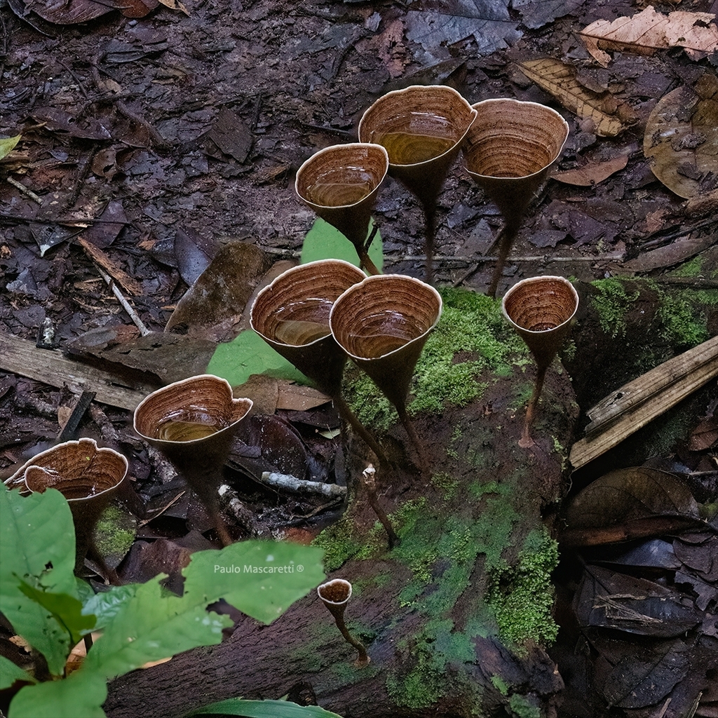 Aquascypha hydrophora