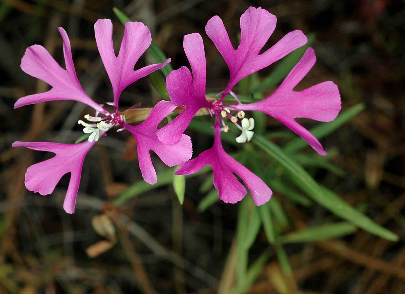 Clarkia pulchella