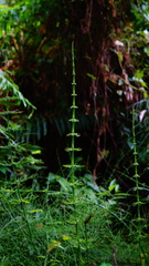 Equisetum myriochaetum